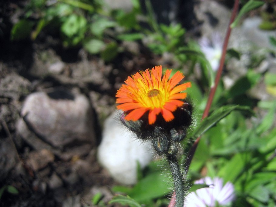 Ястребинка оранжевая посадка и уход