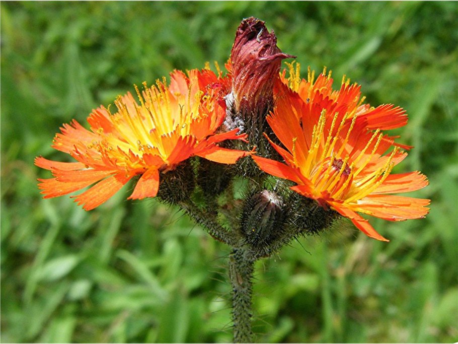 Ястребинка зонтичная