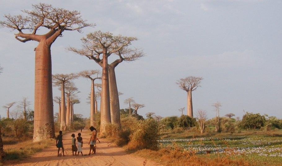 Адансония Грегори (Adansonia Gregorii l.)