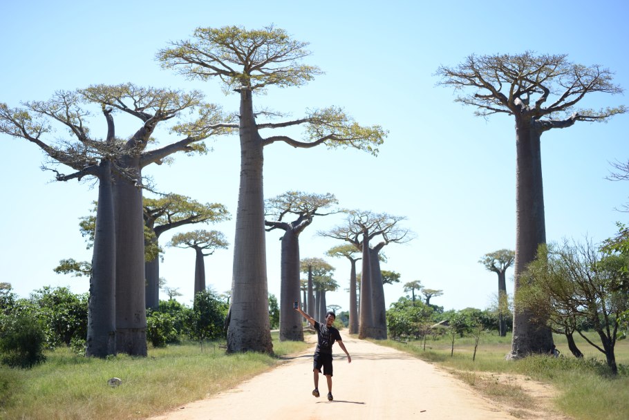 Adansonia Gregorii