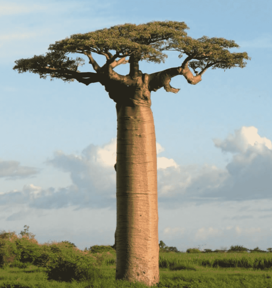 Adansonia suarezensis