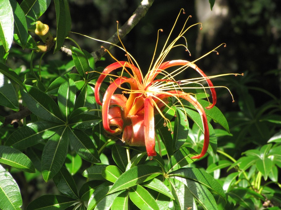 Adansonia suarezensis
