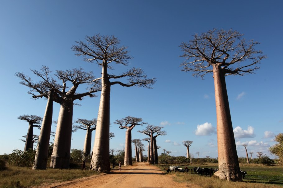 Плод мадагаскарского растения Adansonia