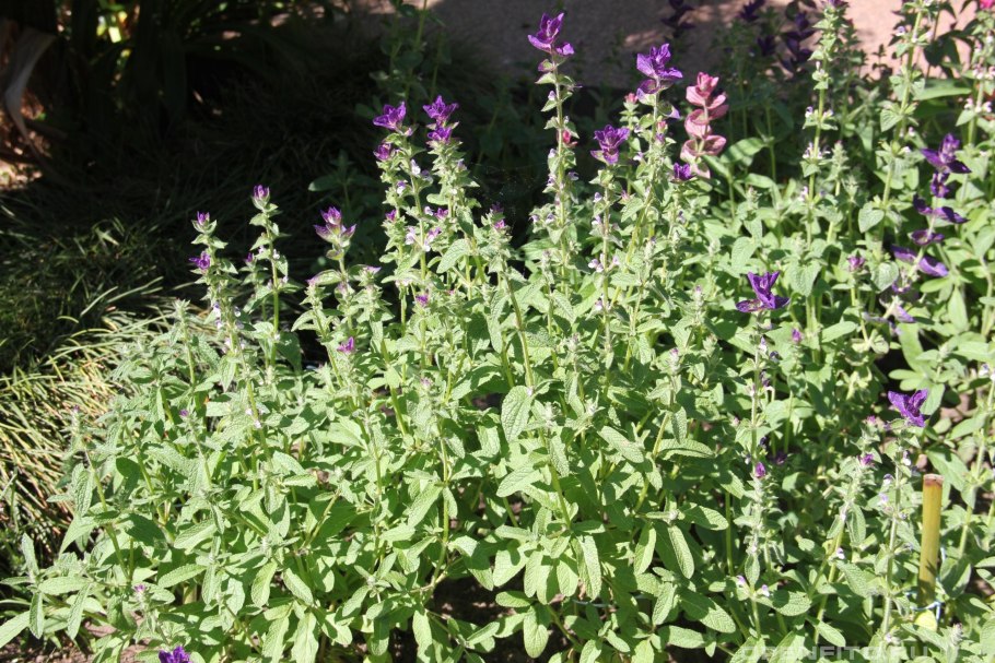 Сальвия шалфей зеленый