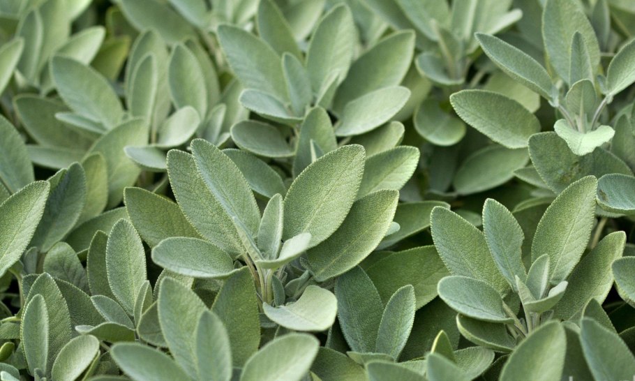 Палитра шалфей селадон олива