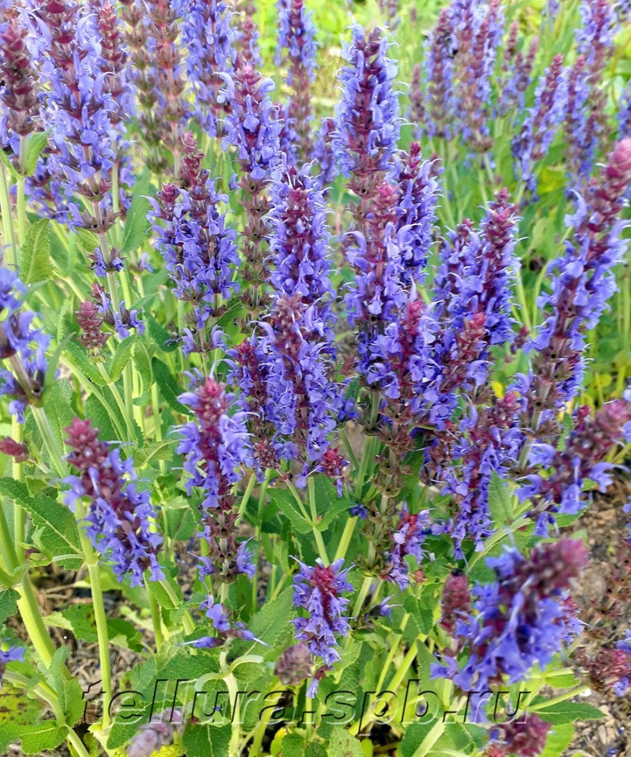 Шалфей листья