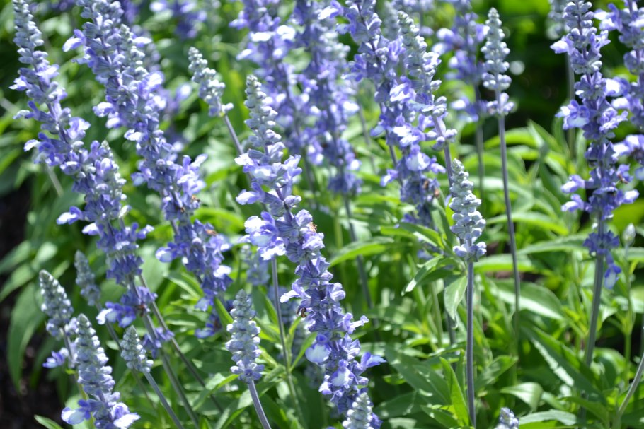 Шалфея листья Salvia