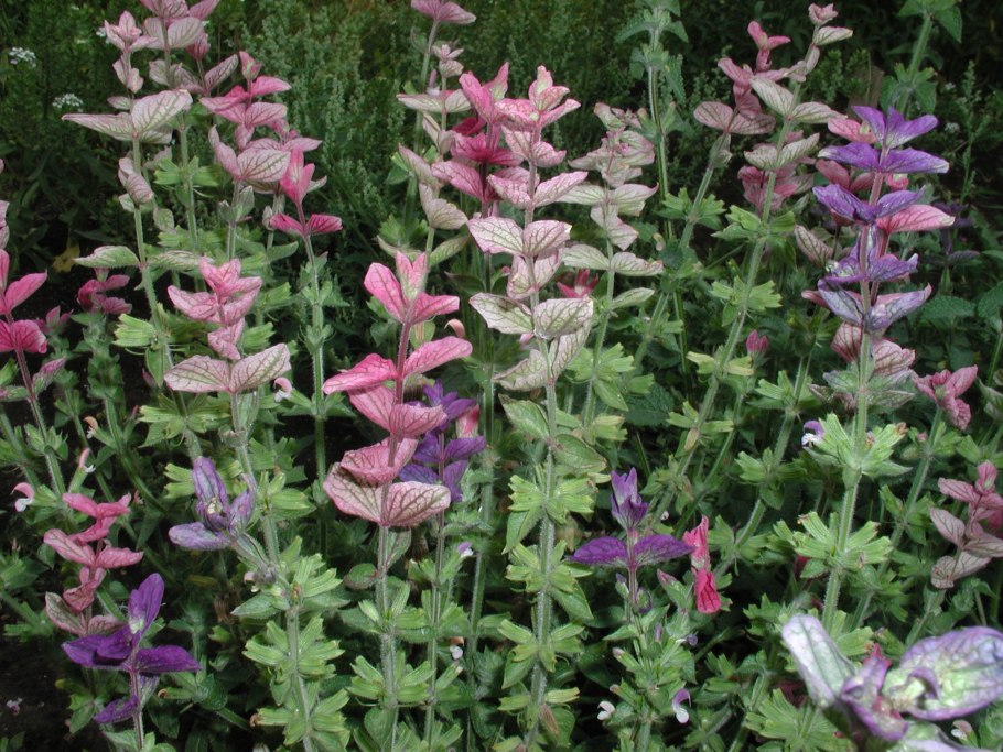 Сальвия хорминумовая