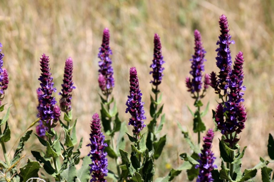 Шалфей вечнозеленый