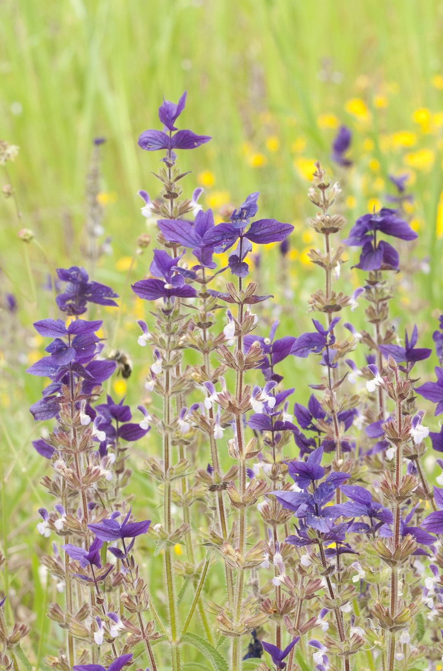 Шалфей лекарственный Sage Plant