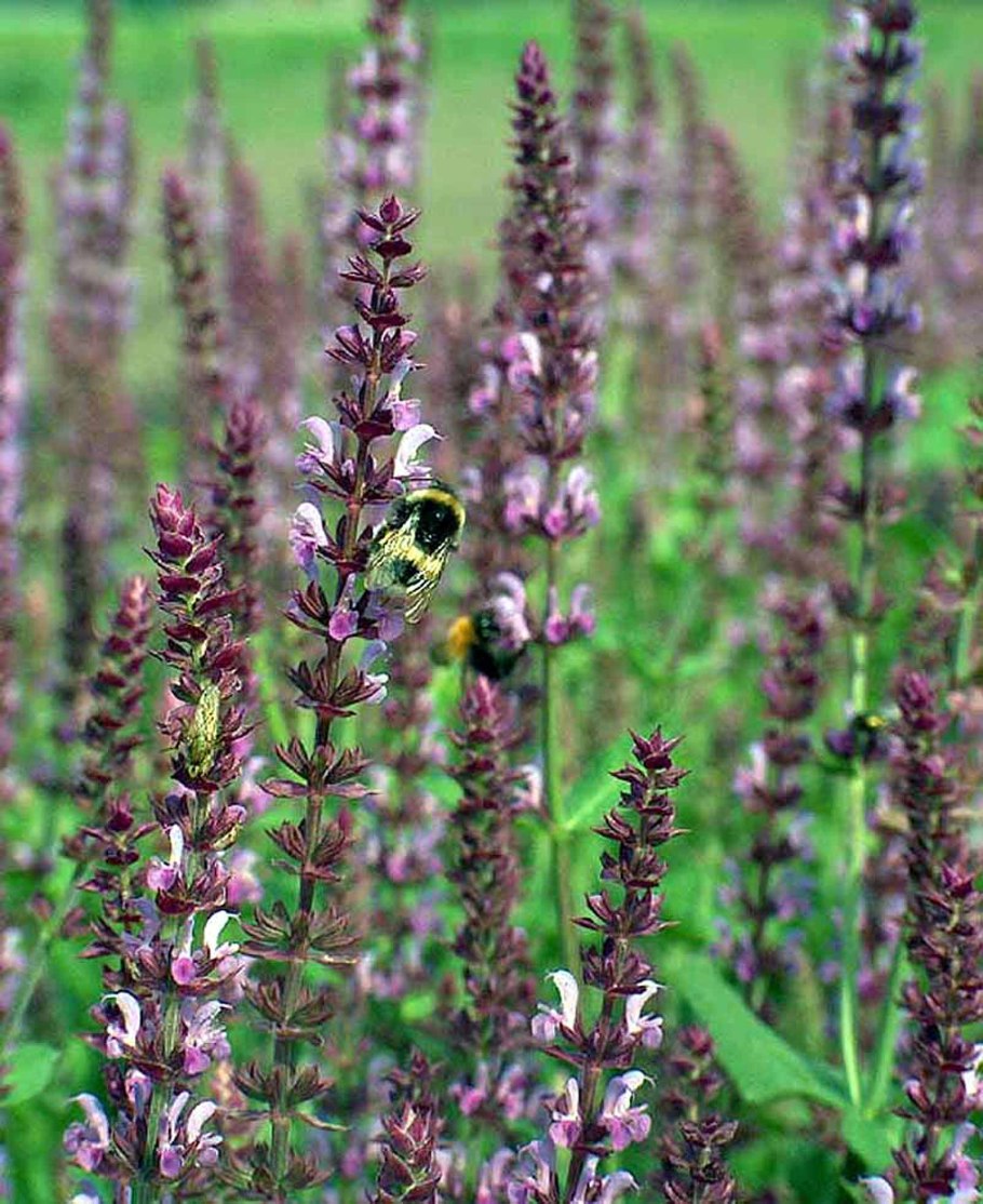 Шалфей лавандолистный