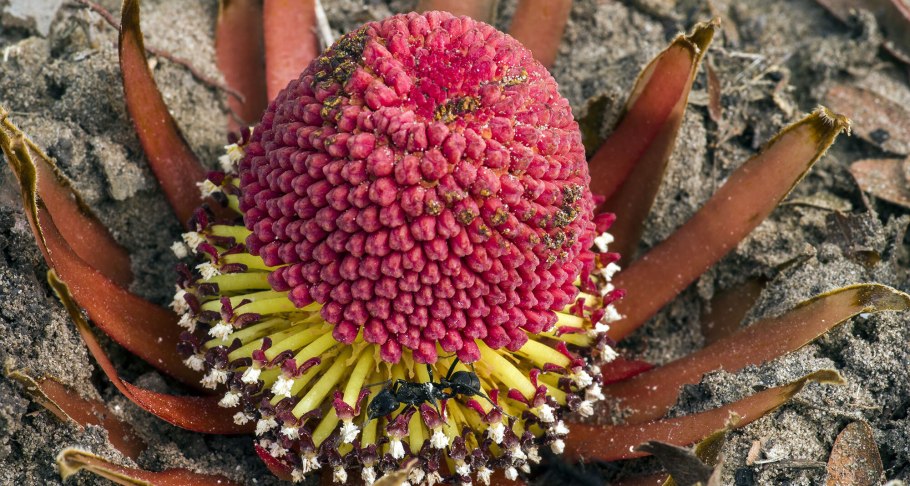 Лангсдорфия подземная растение