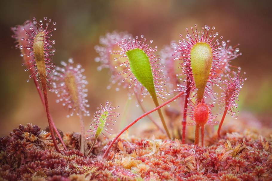 Росянка растение