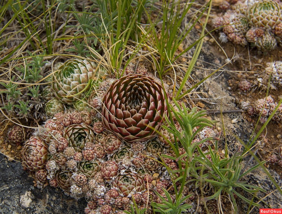 Молодило Байкальское