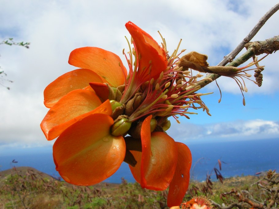 Эритрина Гавайская