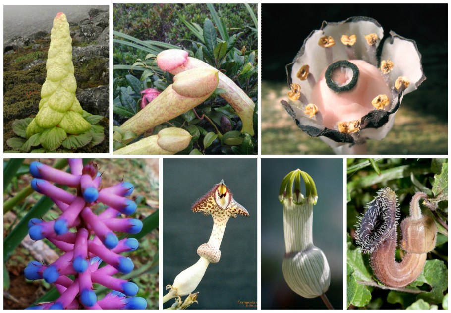 Странные растения