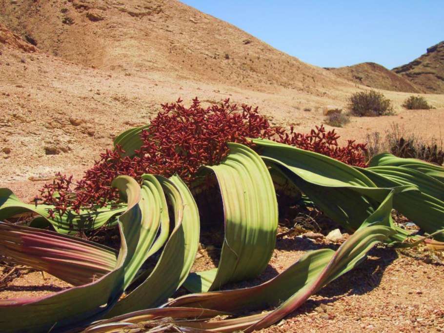 Вельвичия мирабилис Welwitschia Mirabilis