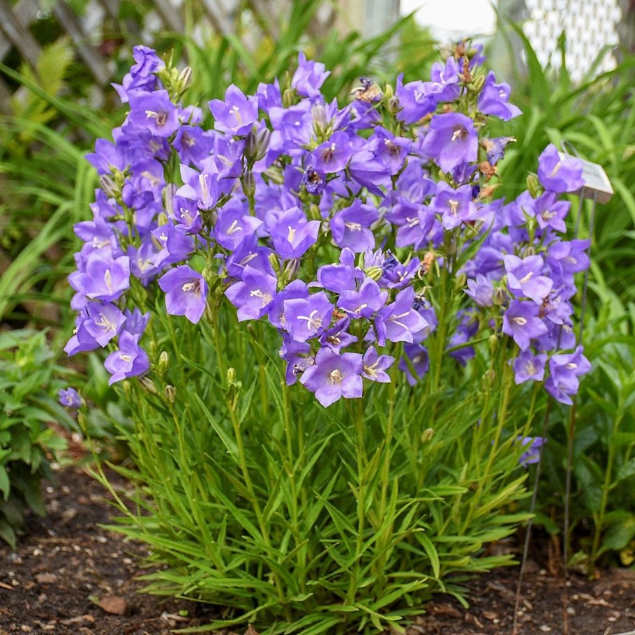 Колокольчик персиколистный (Campanula persicifolia `Takion Blue`)