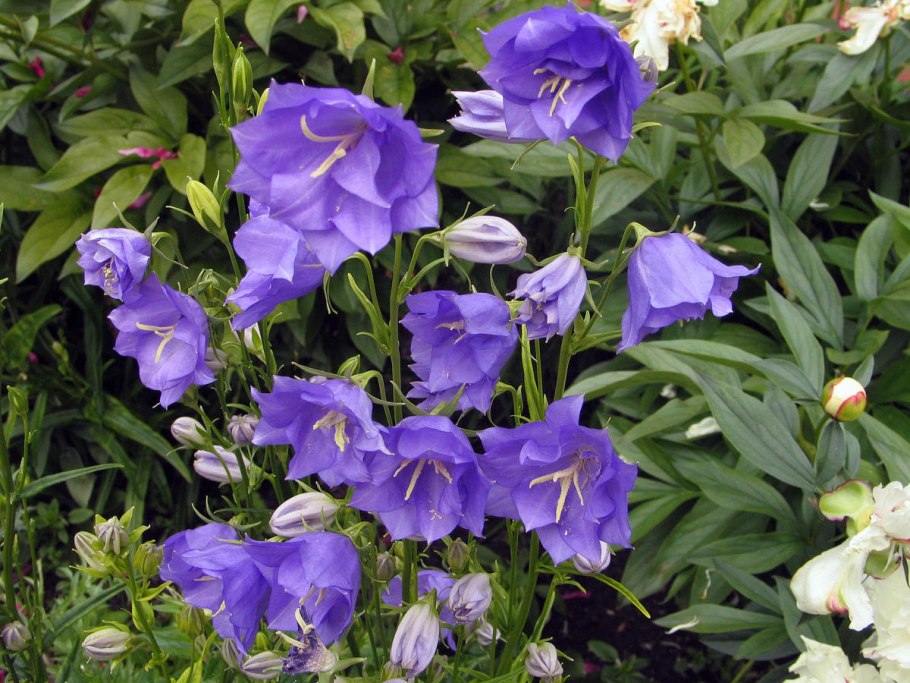 Колокольчик персиколистный (Campanula persicifolia `Takion Blue`)