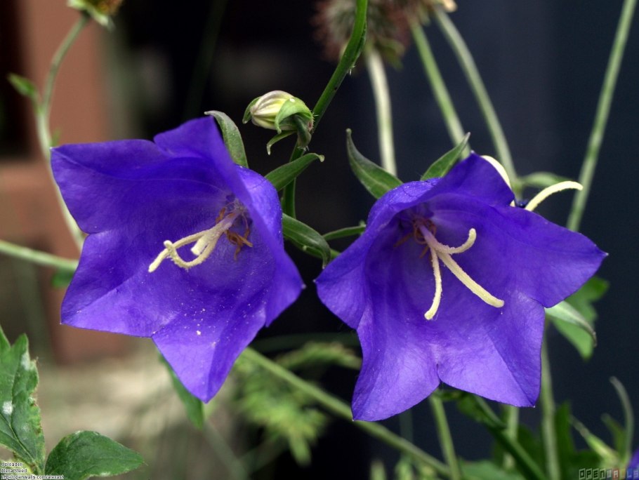 Колокольчик персиколистный Alba Campanula persicifolia
