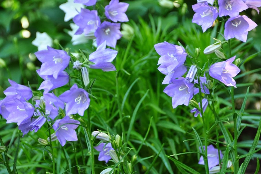 Колокольчик персиколистный Campanula persicifolia