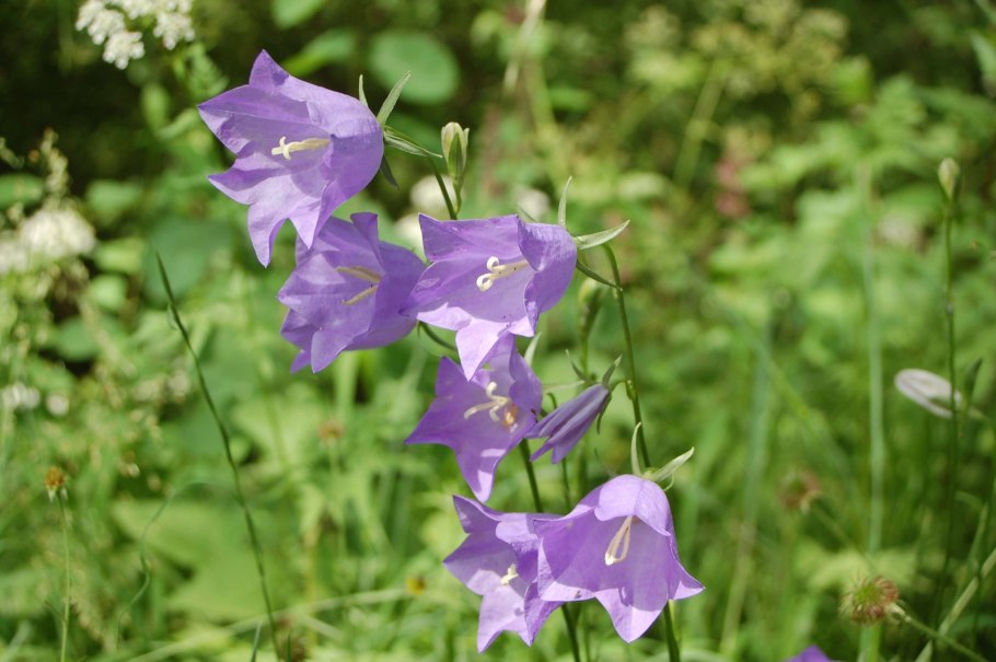Колокольчик персиколистный Alba Campanula persicifolia
