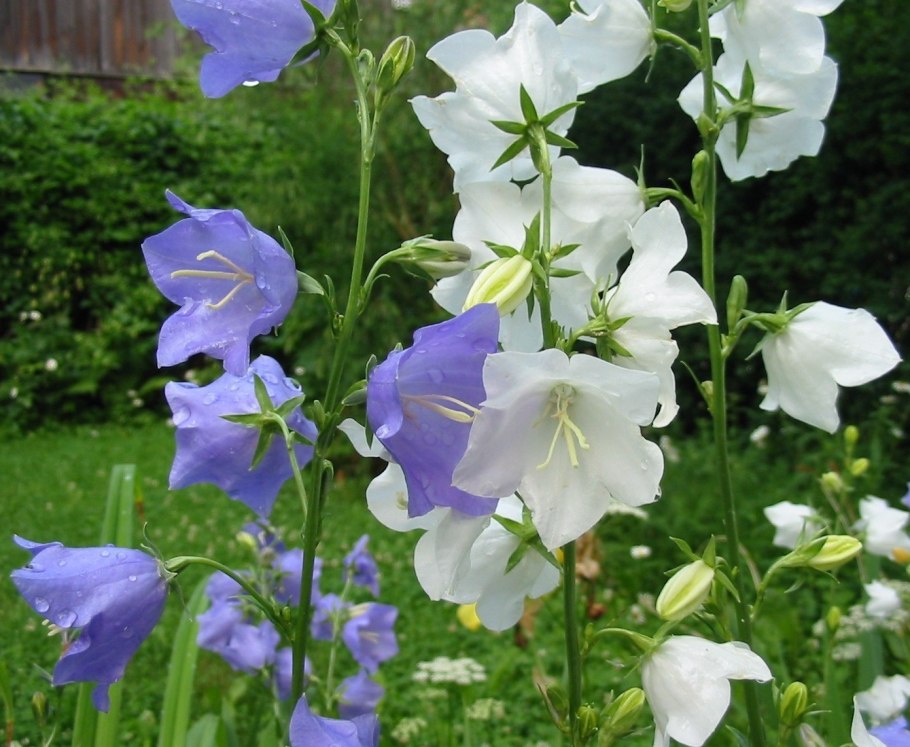 Колокольчик персиколистный (Campanula persicifolia `Takion Blue`)