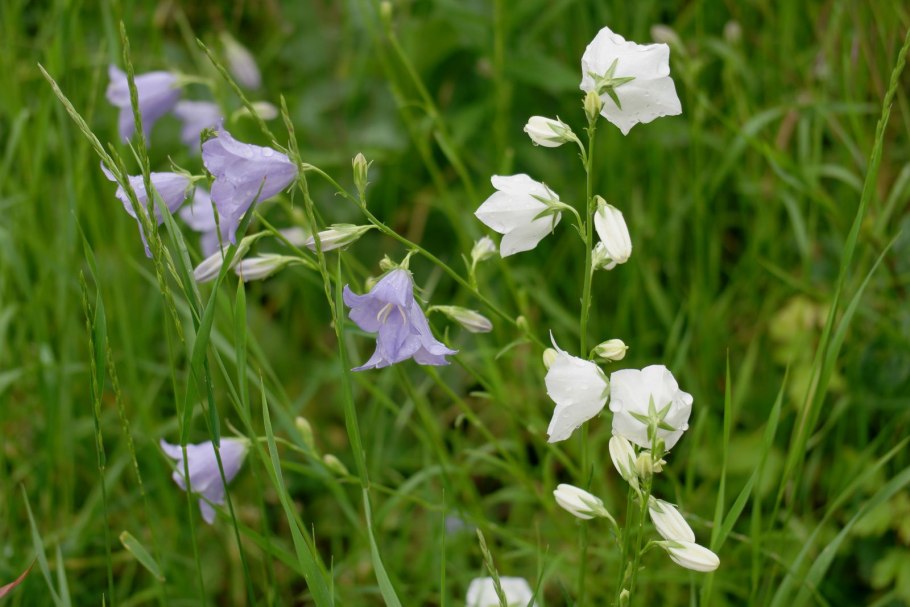 Колокольчик персиколистный (Campanula persicifolia `Takion Blue`)