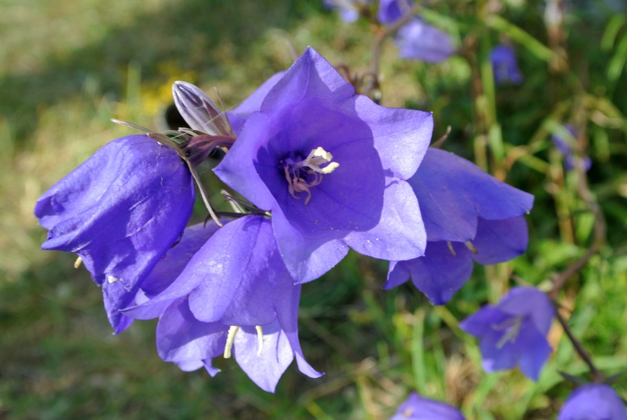 Колокольчик персиколистный (Campanula persicifolia l.)