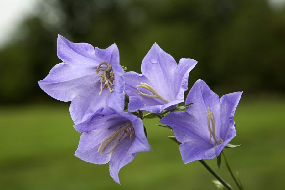 Колокольчик персиколистный Campanula persicifolia