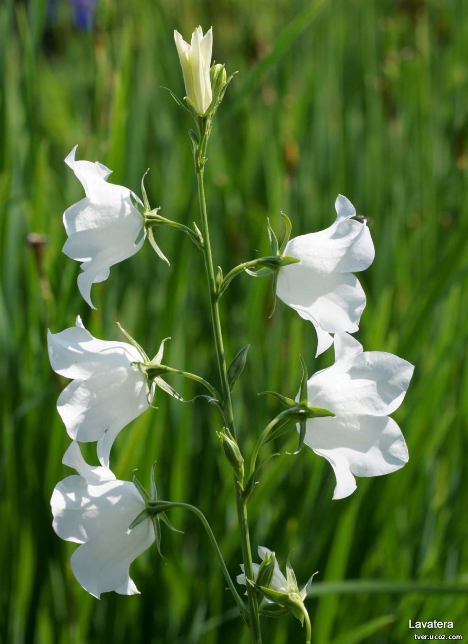 Колокольчик персиколистный Campanula persicifolia
