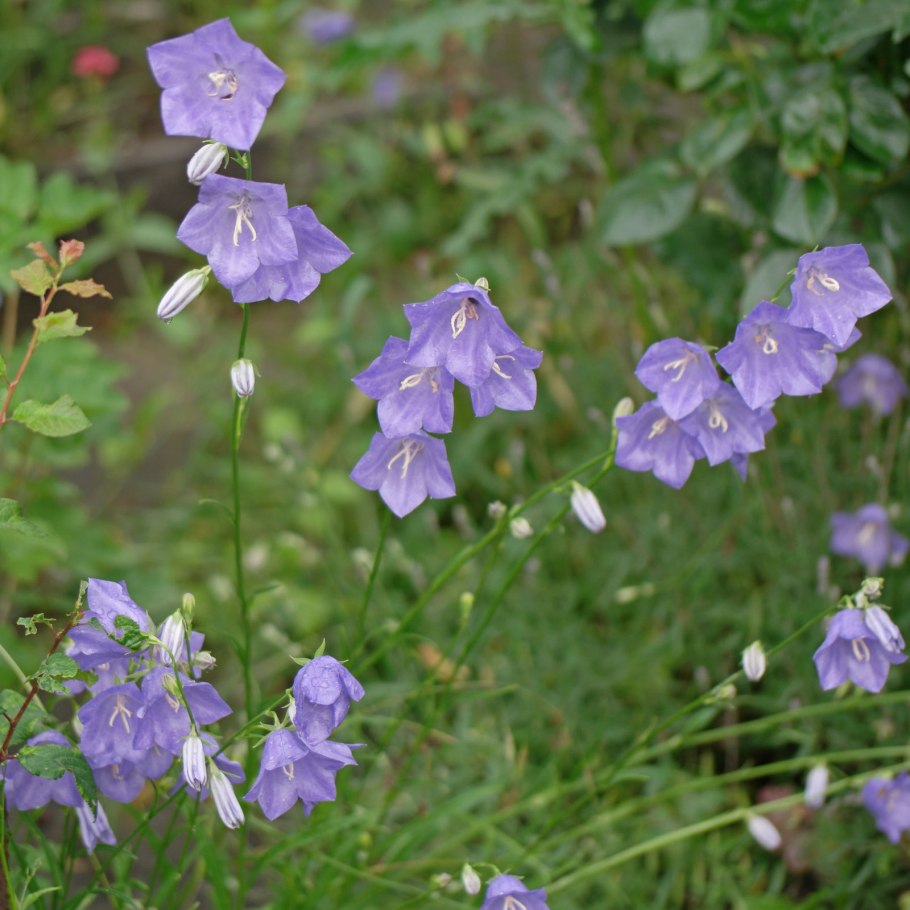 Колокольчик персиколистный Campanula persicifolia