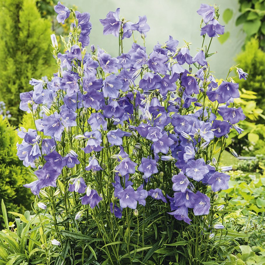 Колокольчик персиколистный Campanula persicifolia