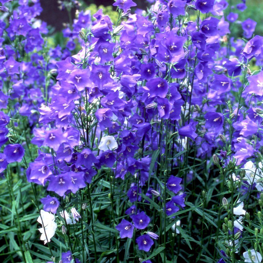 Колокольчик персиколистный (Campanula persicifolia `Takion White`)