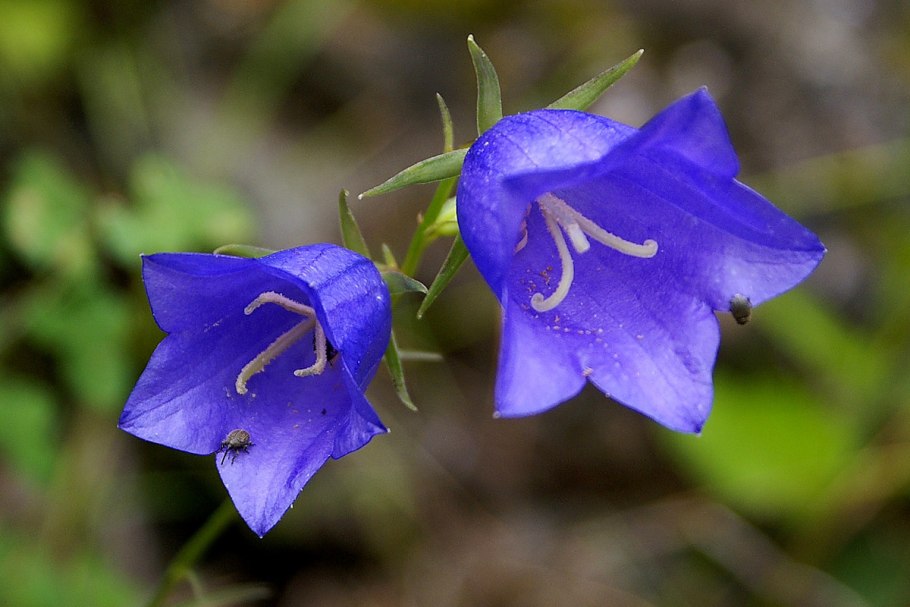 Колокольчик персиколистный Campanula persicifolia