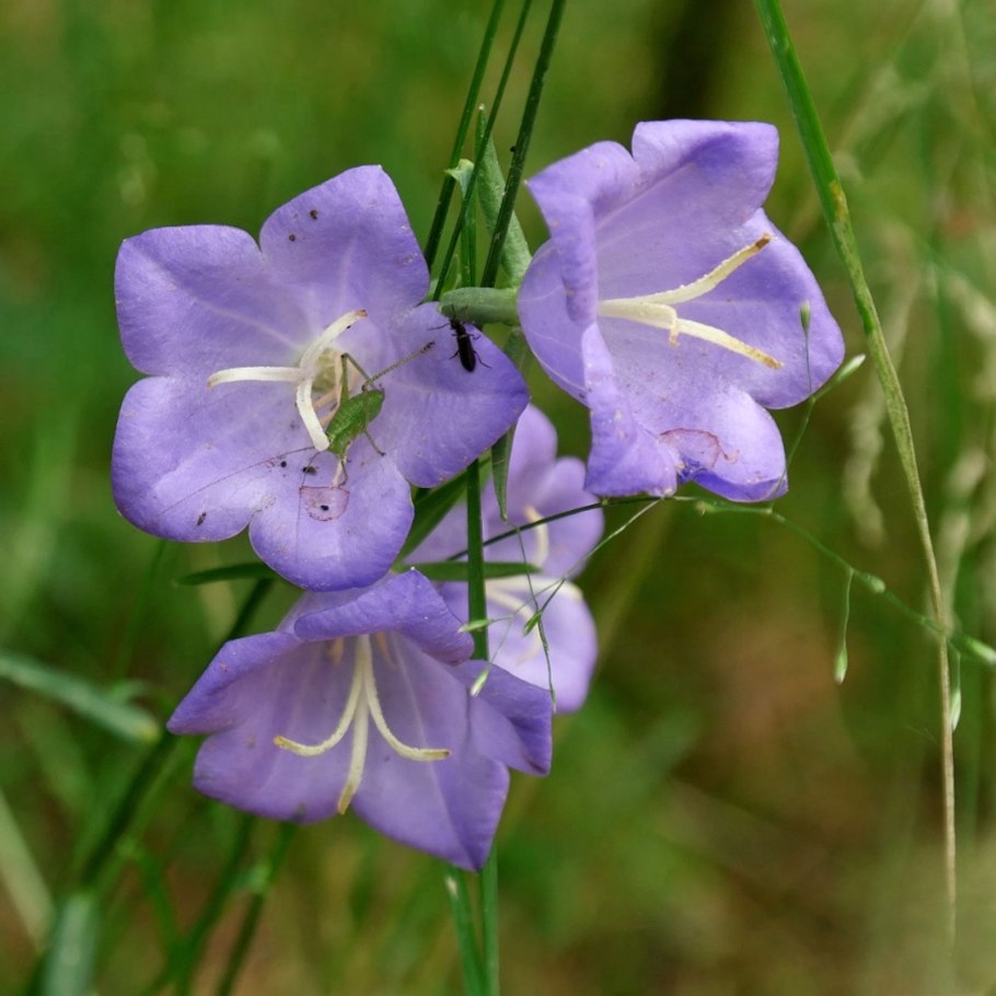 Колокольчик персиколистный Campanula persicifolia