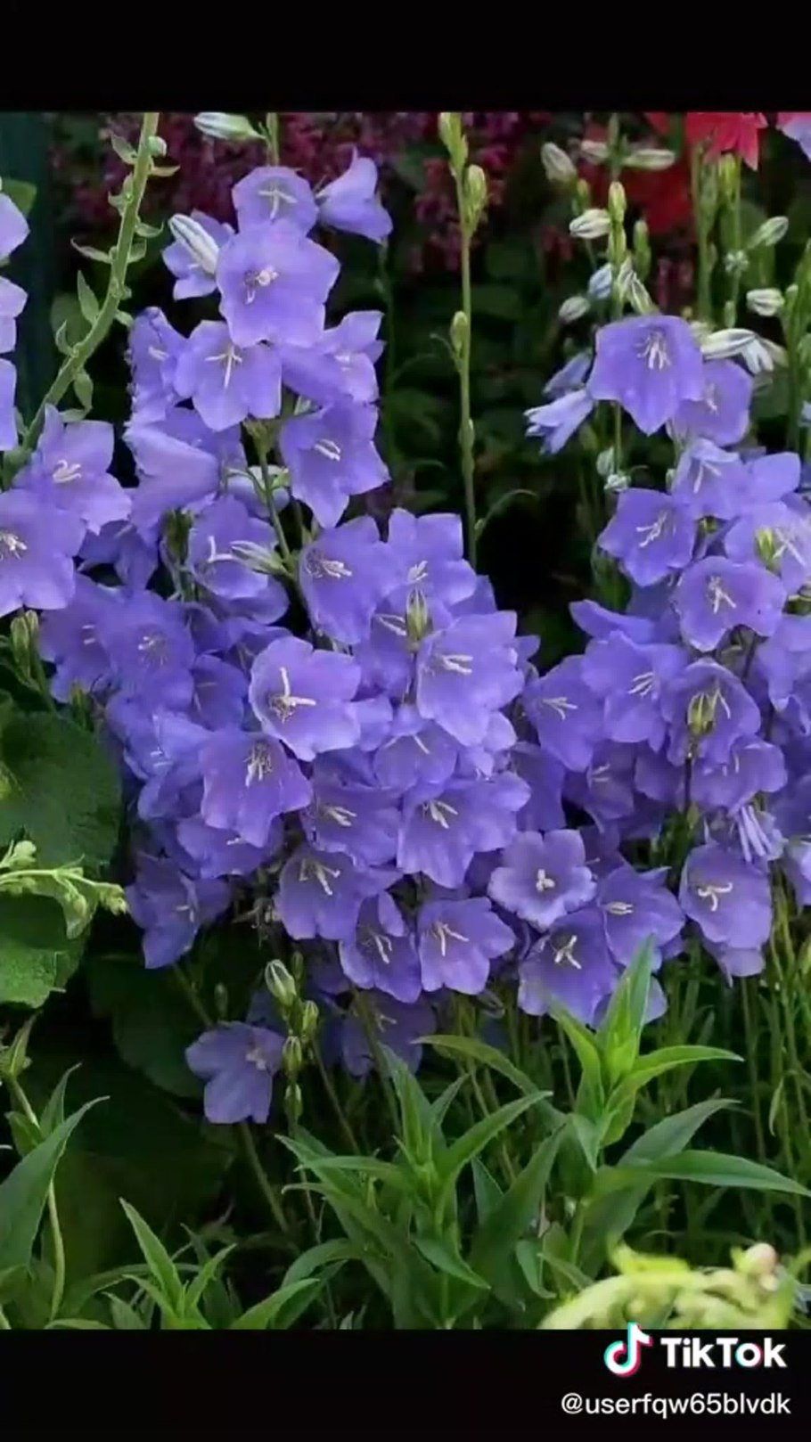 Колокольчик персиколистный Campanula persicifolia
