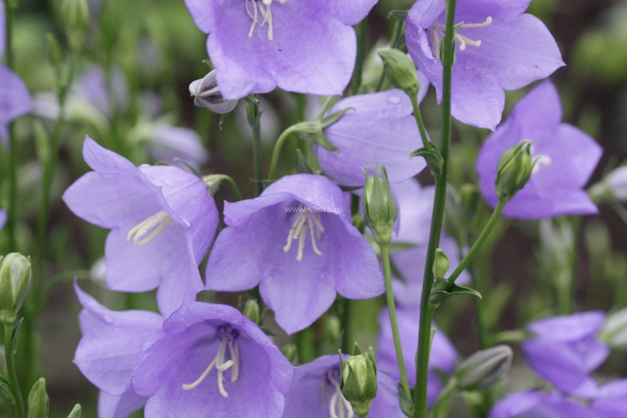 Колокольчик персиколистный Campanula persicifolia