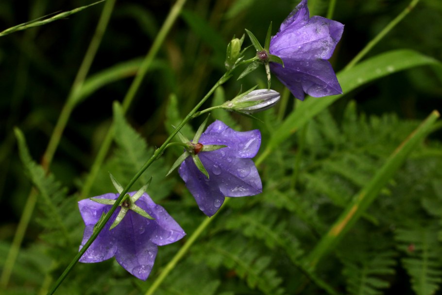 Колокольчик персиколистный Campanula persicifolia
