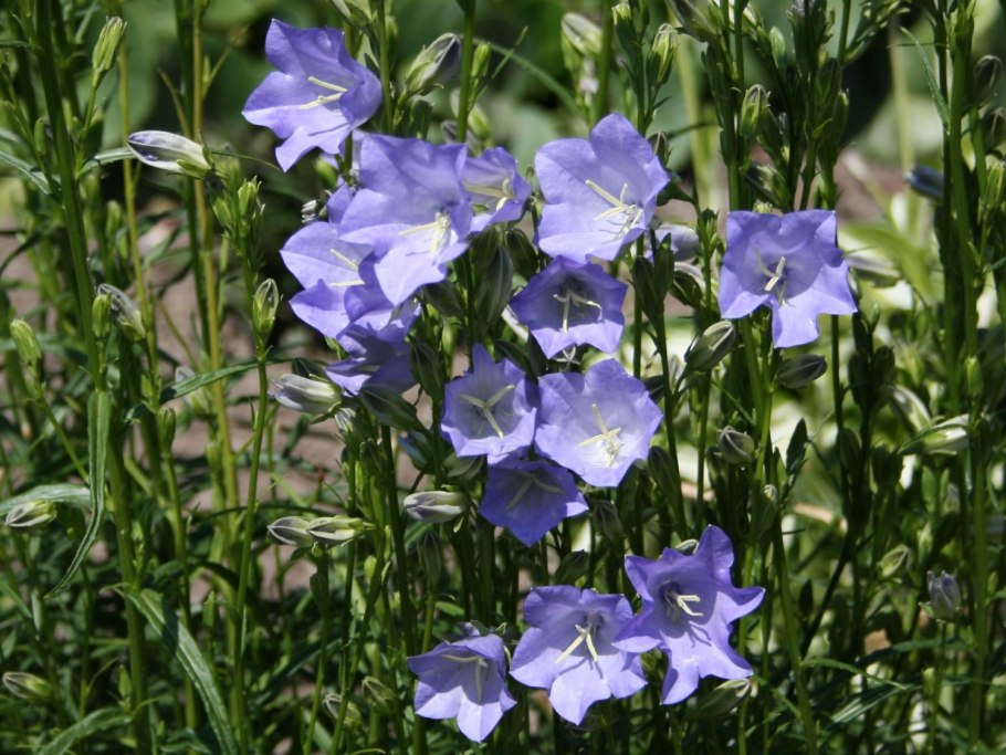 Колокольчик персиколистный (Campanula persicifolia l.)