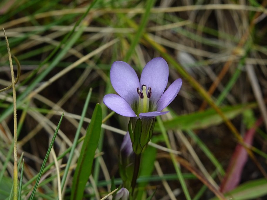 Горечавка ластовневая розовая