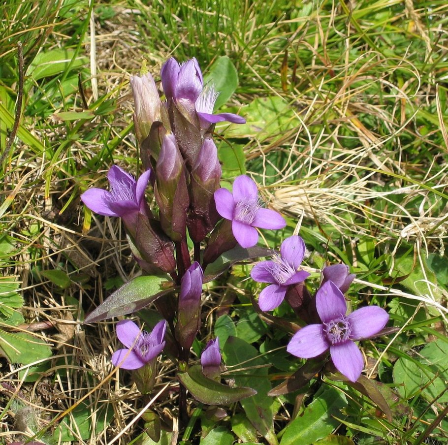 Gentiana amarella