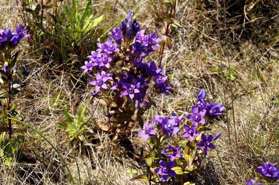 Горечавочка Сугавары