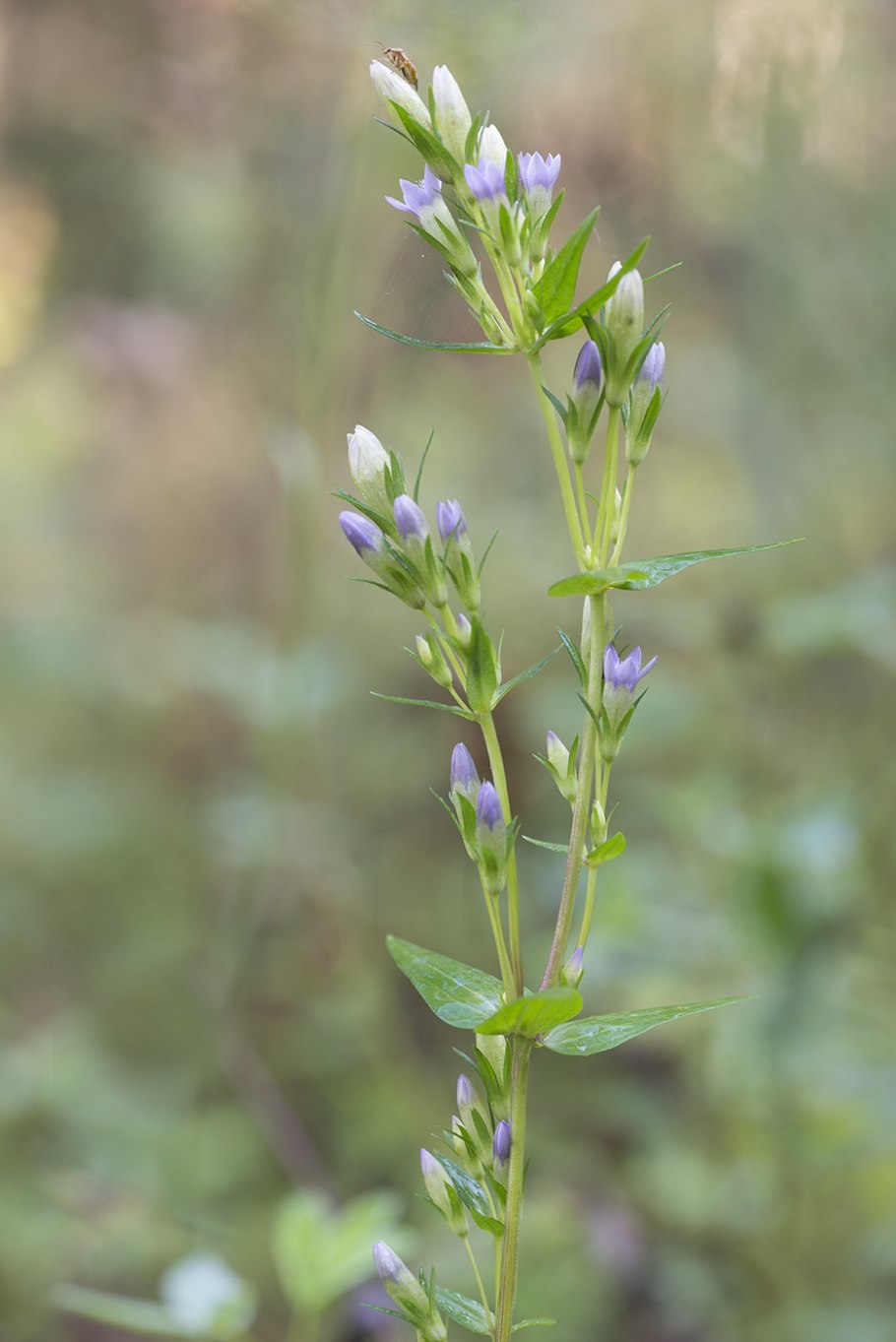 Gentiana amarella