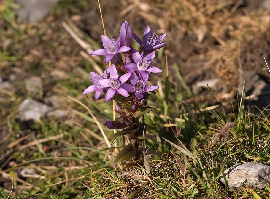 Горечавка удивительная Gentiana paradoxa
