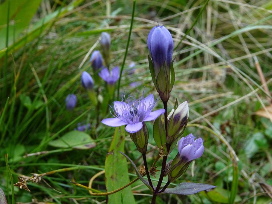 Горечавочка ушастая
