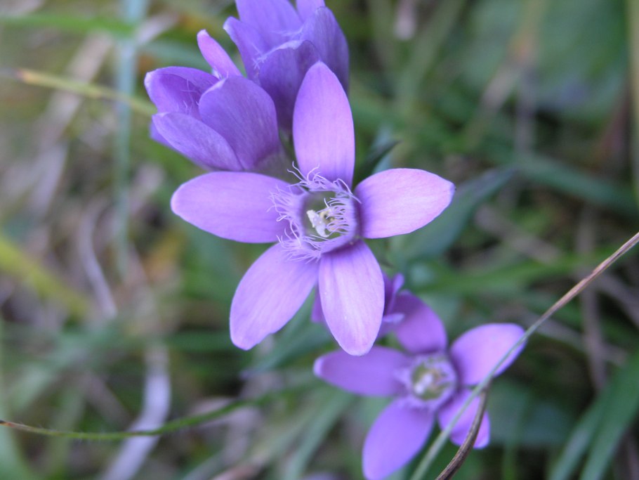 Gentianella Aurea l. h. Smith