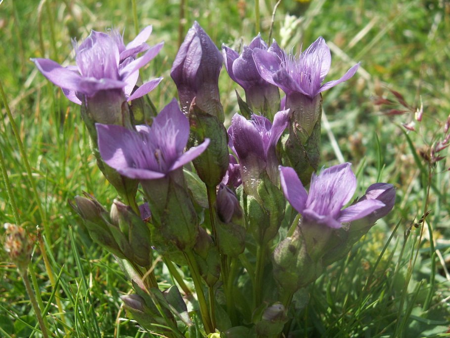 Gentianella Campestris
