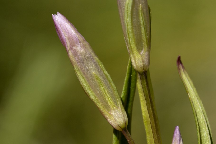 Gentianella amarella subsp acuta