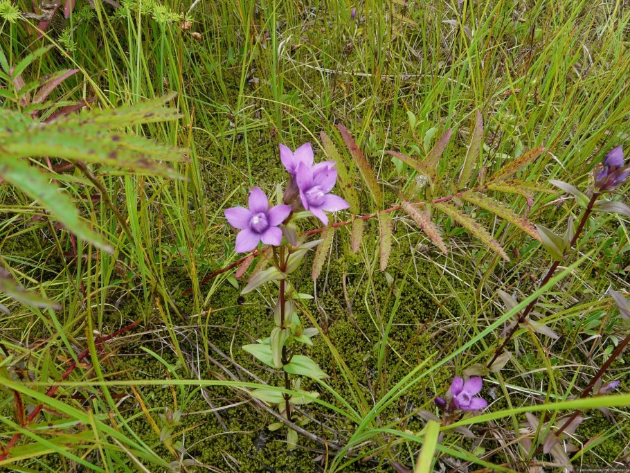 Gentianella Campestris